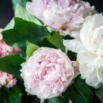 Peonie
