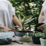 abbellire giardino